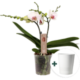 Schmetterlings-Orchidee 'Spirit White Special' inkl. Keramik-Übertopf