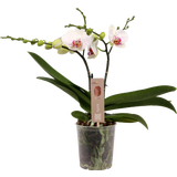 Schmetterlings-Orchidee 'Spirit White Special' - 2 Rispen