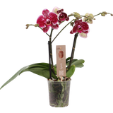Schmetterlings-Orchidee 'Spirit Red' - 2 Rispen