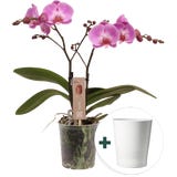 Schmetterlings-Orchidee 'Spirit Pink' inkl. Keramik-&Uuml;bertopf