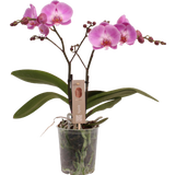Schmetterlings-Orchidee 'Spirit Pink' - 2 Rispen