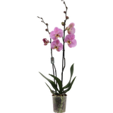 Schmetterlings-Orchidee 'Seine' - 2 Rispen