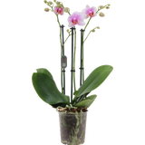 Schmetterlings-Orchidee 'Rotterdam' - 3 Rispen