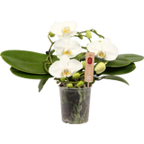 bloomling Schmetterlings-Orchidee 'Muse weiß'