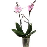 Schmetterlings-Orchidee 'Multi. Light Pink' - 2 Rispen