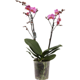 Schmetterlings-Orchidee 'Multi. Dark Pink' - 2 Rispen
