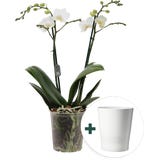 Schmetterlings-Orchidee 'Multi weiss' inkl. Kreamik &Uuml;bertopf