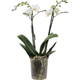 Schmetterlings-Orchidee 'Multi weiss' - 2 Rispen