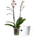 Schmetterlings-Orchidee 'Multi Red Lip' inkl. Keramik &Uuml;bertopf