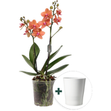 Schmetterlings-Orchidee 'Multi orange' inkl. Keramik Übertopf
