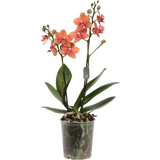 Schmetterlings-Orchidee 'Multi orange' - 2 Rispen