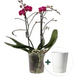 Schmetterlings-Orchidee 'Multi lila' inkl. Keramik-&Uuml;bertopf