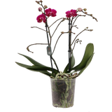 Schmetterlings-Orchidee 'Multi lila' - 2 Rispen