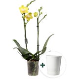 Schmetterlings-Orchidee 'Multi gelb' inkl. Keramik-&Uuml;bertopf