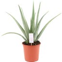 bloomling Aloe Vera, Höhe ca. 75 cm - 1 Stk.