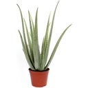 bloomling Aloe Vera, Höhe ca. 60 cm - 1 Stk.