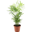 bloomling Bergpalme, Höhe ca. 55 cm - 1 Stk.