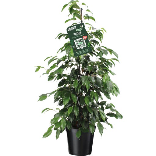 bloomling Birkenfeige - Ficus benjamina 'Danielle Pyramide', Hhe ca. 110  cm - Bloomling