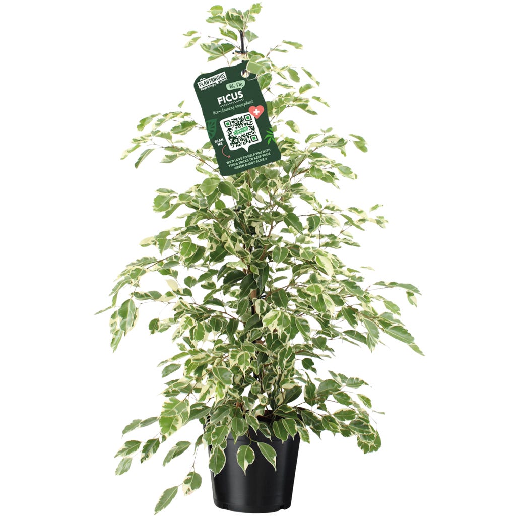 bloomling Birkenfeige - Ficus benjamina 'Twilight, Hhe ca. 100-110 cm -  Bloomling