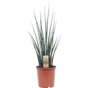 Bogenhanf 'Fernwood Mikado', Höhe ca. 70 cm - 1 Stk.