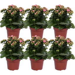 bloomling Flaming Katy, set of 6 - Pink-White