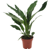 bloomling Einblatt 'Diamond', Höhe ca. 40 cm