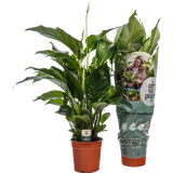 Peace Lily 'Sweet Silvana',  height ca. 90 cm