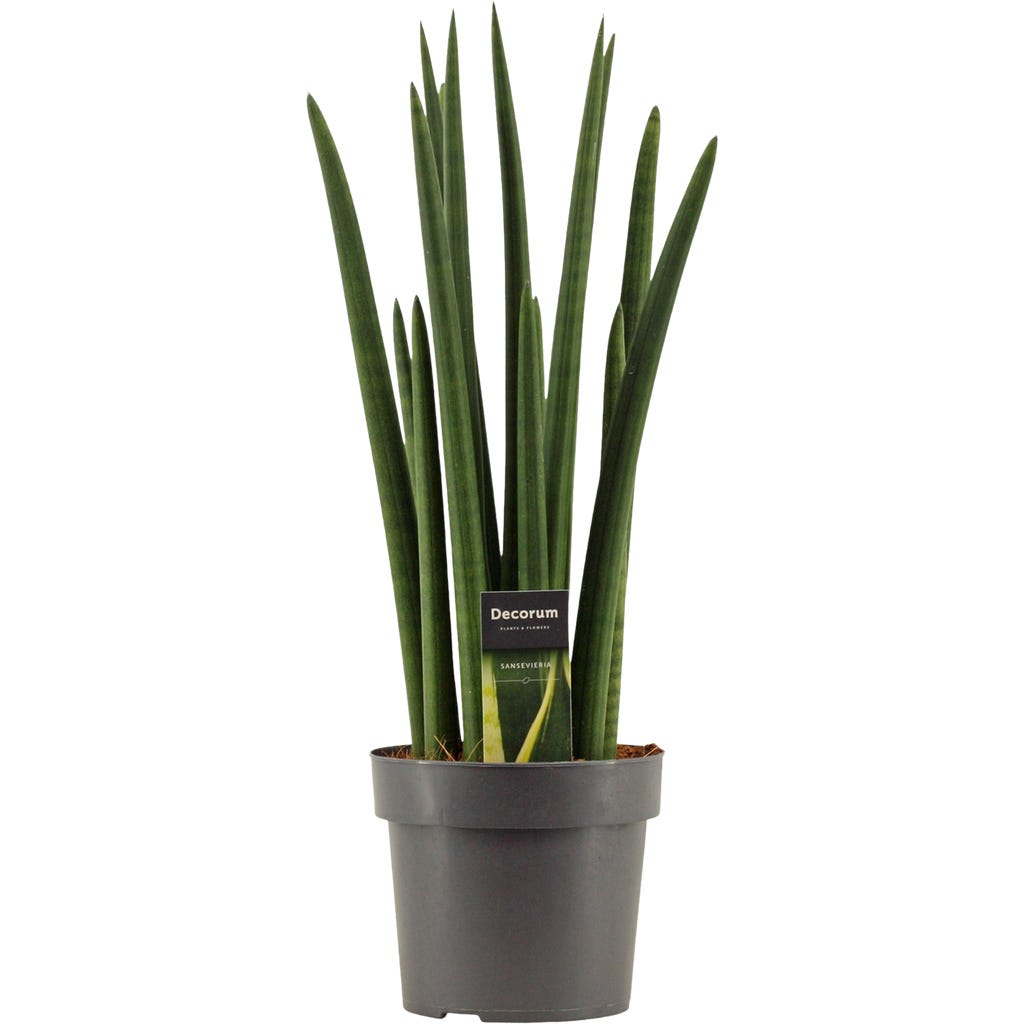 bloomling Bogenhanf 'Rocket', Hhe ca. 50-60 cm - Bloomling Deutschland