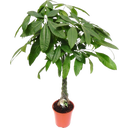 bloomling Glückskastanie - Höhe ca. 100-110 cm - 1 Stk.