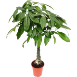 bloomling Glückskastanie - Höhe ca. 100-110 cm
