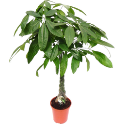 bloomling Glückskastanie - Höhe ca. 100-110 cm - 1 Stk.