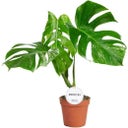 Monstera - Fensterblatt 'Variegata', Höhe ca. 50 cm - 1 Stk.
