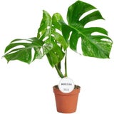 Monstera - Swiss Cheese Plant 'Variegata',  approx. 50 cm tall
