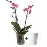 Schmetterlings-Orchidee 'Multi Dark Pink' inkl. Keramik-&Uuml;bertopf