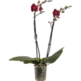 Schmetterlings-Orchidee 'Miley' - 2 Rispen
