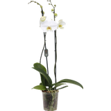 Schmetterlings-Orchidee 'Midi weiss' - 2 Rispen