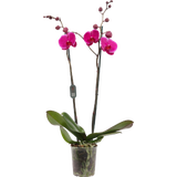 Schmetterlings-Orchidee 'Midi Lila' - 2 Rispen