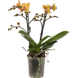 Schmetterlings-Orchidee 'Limpopo' - 2 Rispen