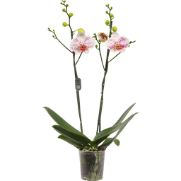 Schmetterlings-Orchidee 'Goya' - 2 Rispen - 1 Stk.