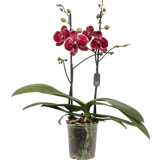 Schmetterlings-Orchidee 'Eduction' - 2 Rispen