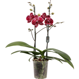 Schmetterlings-Orchidee 'Eduction' - 2 Rispen - 1 Stk.