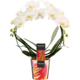 bloomling Schmetterlings-Orchidee 'Bogen weiss'