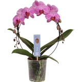 Schmetterlings-Orchidee 'Bogen pink Stripe'
