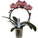 bloomling Schmetterlings-Orchidee 'Bogen oldpink'