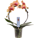 bloomling Schmetterlings-Orchidee 'Bogen lachs'