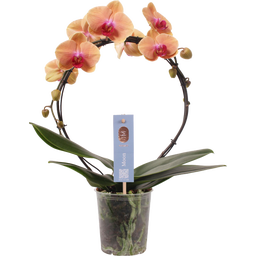 bloomling Schmetterlings-Orchidee 'Bogen lachs' - 1 Stk.