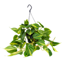 bloomling Philodendron 'Brasil