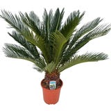 bloomling Cycad,  approx. 70-80 cm tall