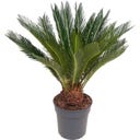 bloomling Palmfarn, Höhe ca. 80-90 cm - 1 Stk.