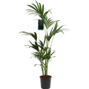 bloomling Kentia-Palme, Höhe ca. 90-110 cm - 1 Stk.